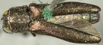 Media type: image;   Entomology 2132 Aspect: habitus dorsal view